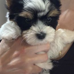 Biewer Terrier Puppies from Stone Mountain Dogs