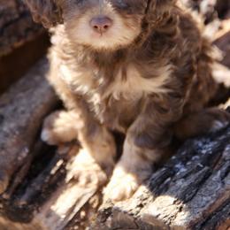 Bernedoodle and Cavapoo Puppies from Lawler’s Legacy Litters