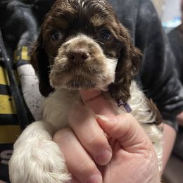 Ali - Brown white and tan Cocker Spaniel puppy in Cleveland, Ohio from Buckeye Country Kennel