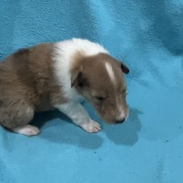 Boy 3 - Collie puppy in Bad Axe, Michigan from Collie Campo