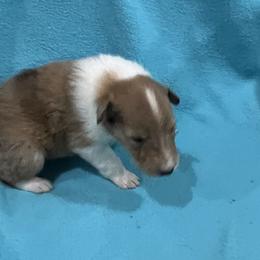Boy 3 - Collie puppy in Bad Axe, Michigan from Collie Campo