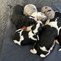 Bernedoodle and Goldendoodle Puppies from Brunsman Country Doodles LLC