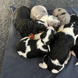 Bernedoodle and Goldendoodle Puppies from Brunsman Country Doodles LLC