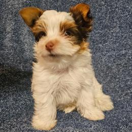 Thumper - Parti male Yorkshire Terrier puppy in Moreno Valley, California from Linda's Yorkies