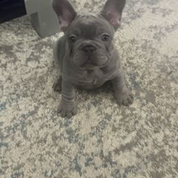 Green boy - Blue male French Bulldog puppy in Winchester, Tennessee from Franklin Heights Frenchies