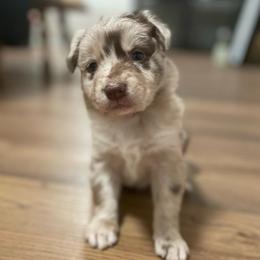 Monica - Red merle female Australian Shepherd puppy in Dunn, North Carolina from The Dogs of Working Aussies Homestead