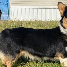 Pembroke Welsh Corgis from Smokey Pembrokes