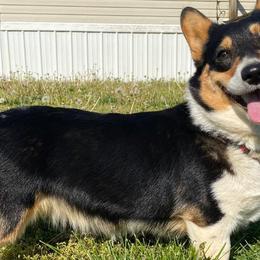 Pembroke Welsh Corgis from Smokey Pembrokes