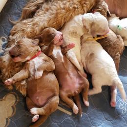 Goldendoodle Puppies from Lollie's Doodles