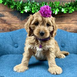 Drizella (Ella) - Red female Cavapoo puppy in Lancaster, Missouri from Cavapoo Acres