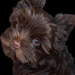 Yorkshire Terrier puppies from Sweet Alabama Yorkies