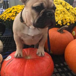 French Bulldog Puppies from Von Bales French Bulldogs