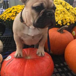 French Bulldog Puppies from Von Bales French Bulldogs
