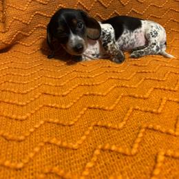 Light blue collar male - Piebald male Dachshund puppy in Brevard, North Carolina from Morgan’s Dachshund’s & Aussies