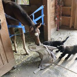 Labrador Retriever Puppies from Shadowfax Labradors
