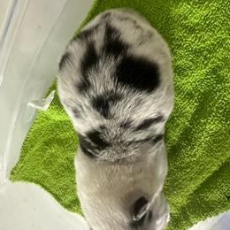 Cassiopeia - Blue Pembroke Welsh Corgi puppy in Napoleon, North Dakota from Enok Corgis