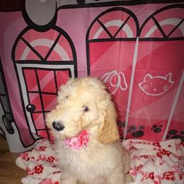 Girl 6 - Apricot female Goldendoodle puppy in Poinciana, Florida from All Tails Entertainment