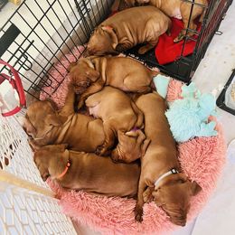 Vizsla Puppies from Royal Vizslas