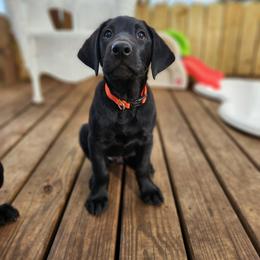 Labrador Retriever Puppies from Harrison's Lakeside Labradors
