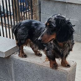 Steve - Dachshund