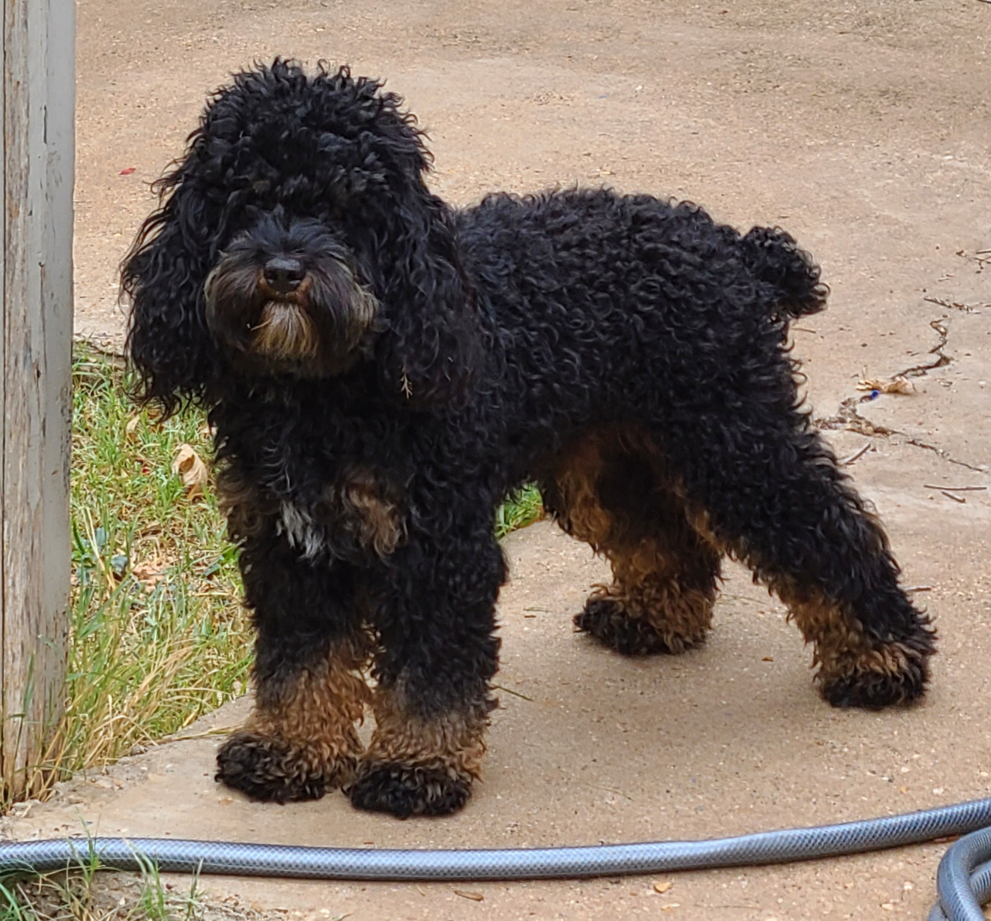 Cosmo - Cockapoo