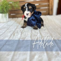 Adelaide - Tri-color female Bernedoodle puppy in Buda, Illinois from Hamilton Farm Doodles