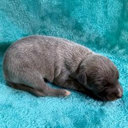 Lariat - Blue brindle male Whippet puppy in Gentry, Arkansas from Mardel Robeson of Mulberry Hollow Whippets