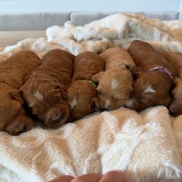 Cavapoo puppies from Country Sky Doodles