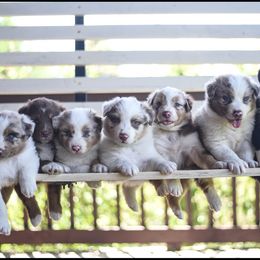 Australian Shepherd Puppies from Carolina Aussies