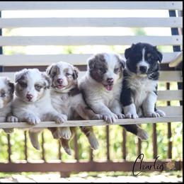 Australian Shepherd Puppies from Carolina Aussies