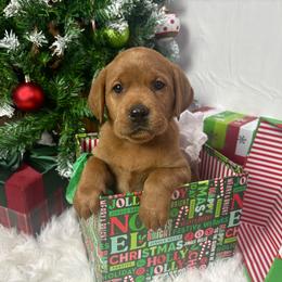 Goblet - Yellow female Labrador Retriever puppy in Mount Airy, North Carolina from RiverSide Retrievers