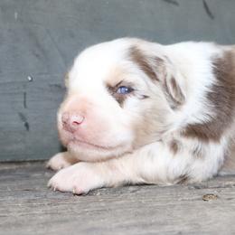 Mantis - Red merle male Australian Shepherd puppy in Macon, Georgia from Shaina’s Shepherds