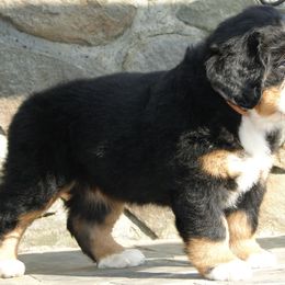 "Our breeding female: Monarda (FCI registered name Willow Bersaltyna) comes to us from Kennel Bersaltyna in Czech Republic." Bernese Mountain Dog Puppies from Grand Mesa Mountain Dogs