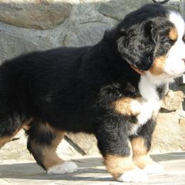 "Our breeding female: Monarda (FCI registered name Willow Bersaltyna) comes to us from Kennel Bersaltyna in Czech Republic." Bernese Mountain Dog Puppies from Grand Mesa Mountain Dogs