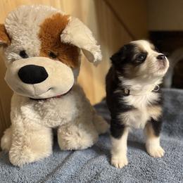 White Collar - Black tri female Miniature American Shepherd puppy in Estacada, Oregon from Malachi Kennels