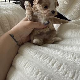 Rose ( tiny toy) - Apricot female Maltipoo puppy in Fredericktown, Missouri from Doodle Pups Fur-Ever