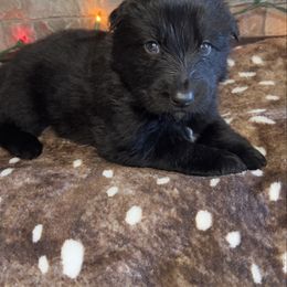 Blue color - Black male German Shepherd puppy in Marion, Ohio from Legacy K9’s
