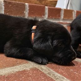 Oscar - Orange Collar - Black male Labrador Retriever puppy in Mount Olive, Mississippi from 3 King Kennels