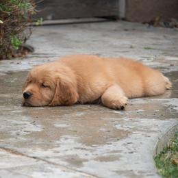 Golden Retrievers from Canyon Ridge Kennels