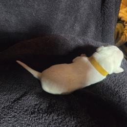Dutchess - gold - White and black female Dalmatian puppy in Palmer, Massachusetts from Delaney's Dalmatians 2