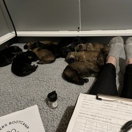 German Shepherd Puppies from Kyon Kennel LLC