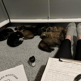 German Shepherd Puppies from Kyon Kennel LLC