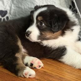 Ledger - Black tri-color male Australian Shepherd puppy in West Virginia from Mountain Trail Aussies