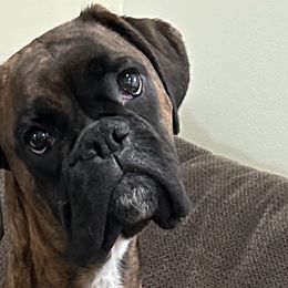 Dezi - Boxer