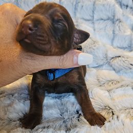 Kaliya - Red and rust female Doberman Pinscher puppy in Aurora, Indiana from Double-Take Doberman Kennels