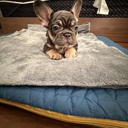 French Bulldog Puppies from Royal velvet frenchies