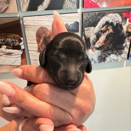 Baby 2 - Black female Dachshund puppy in Pittsboro, North Carolina from Hannau Doxies