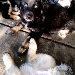 Australian Shepherd Puppies from Vortex Australian Shepherds