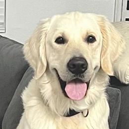 Sammy - Golden Retriever