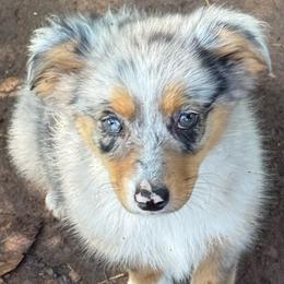 Aurora - Blue merle female Miniature Australian Shepherd puppy in Patterson, North Carolina from DreamLine Aussies